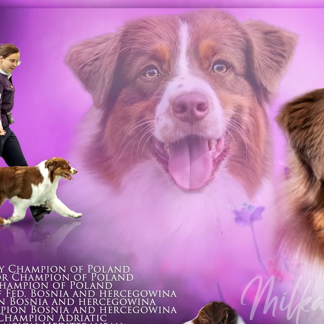 Milka (My Favourite) na wystawie psów rasy owczarek australijski