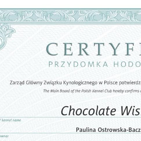 Chocolate Wish FCI — zarejestrowana hodowla owczarków australijskich w ZKwP